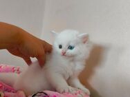 Perser Kitten, Kätzchen, zwei verschiedene Augenfarben - Osterhofen