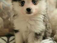 Pomsky F2 Toy & Mini Puppengesicht Bärchentyp Wollycoat - Espelkamp