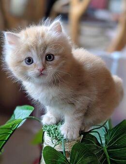 Perser/Heilige Birma Edelmix - Gardelegen (Hansestadt)