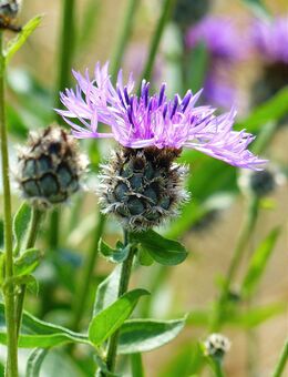 Samen SKABIOSEN-FLOCKENBLUME (Centaurea scabiosa) heimische Wildstaude Naturgarten - Nürnberg