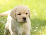 Labrador Welpen - Winsen (Aller)