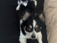 Langhaar Chihuahua Snoopy sucht ein liebevolles Zuhause - Metzingen