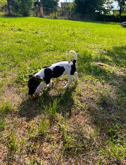 Jack Russell Terrier Die kleine Maus ist noch da - Muldestausee