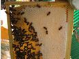 Rohhonig Bienenwaben aus eigenen Dörfern in 38124
