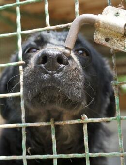 Avila sehnt sich nach einem geborgenen - Obertshausen