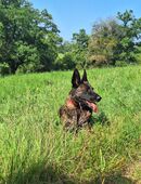 Schäferhund Mischling in 63920