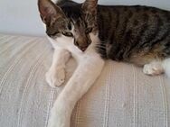 FIV positive Schmusekatze Bebe sucht das - Margetshöchheim