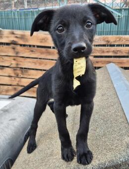 RONJA RÄUBERTOCHTER ❤️🐶❤️ - Neudenau