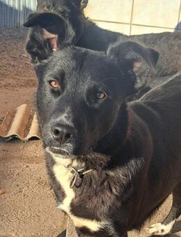 Hetty sucht ihre Familie - Weilheim (Oberbayern)