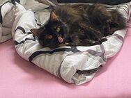 Maine Coon Mix Katze - Krefeld