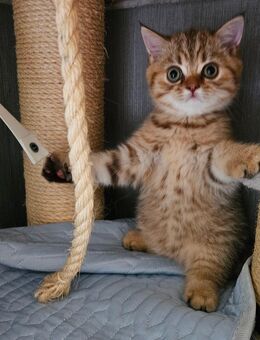 Zuckersüße BKH Kitten - Osnabrück