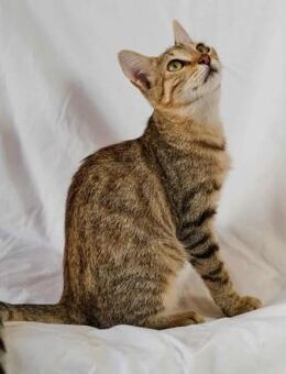 Michaela, aufgewecktes Tigermädchen, 6M - Vaterstetten