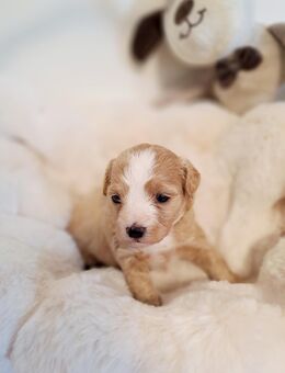 Maltipoo / Zwergpudel / Toypudel / Welpen - Geldern
