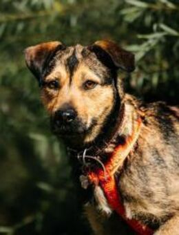 Fröhliche Buloschka sucht ihre Familie - Duisburg