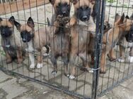 Malinois Welpen - Gerzen