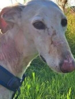 BIANCO - auf Pflege in 83112 Frasdorf ! - Sulzbach-Laufen