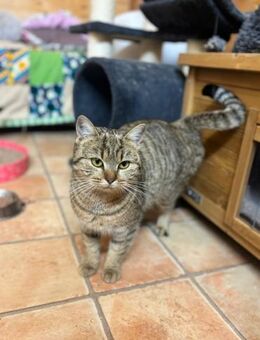 Hermine - liebevolle Katze sucht dich! - Walluf