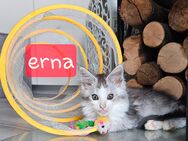 Maine coon Mädchen " Erna" - Bestwig