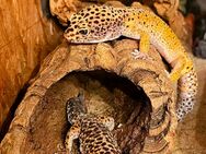 3 Leopardgecko's mit Terrarium - Altheim (Landkreis Biberach)