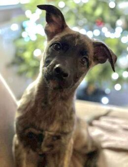 Luci 3 Monate Mischling - Kassel