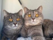2 Geschwisterkatzen abzugeben - Stuttgart