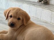 Labrador Welpe - Freihung
