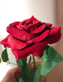 Er sucht Sie - Radebeul