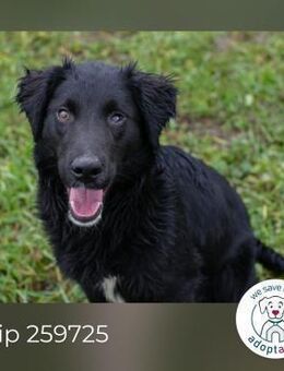 Chip 259725 sucht ein Zuhause - Kirchzell