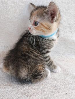 Babykatzen abzugeben - Rüsselsheim