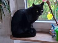 Kater, Katze - Donaueschingen