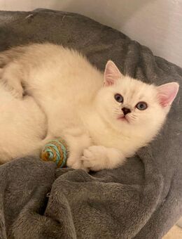 Wunderschöne Silver Shaded BKH-Kätzchen suchen ein liebevolles Für-immer-Zuhause - Gummersbach