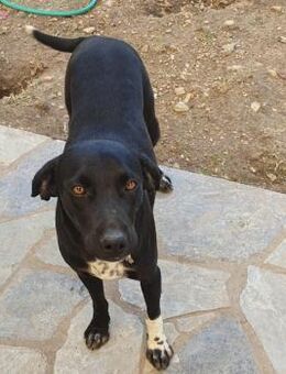 Jacques, ca. 1,5 Jahr, 45 cm, 18 kg - Teisendorf