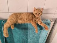 Zwei junge Katzen - Eddy & Ellie suchen gemeinsam ein neues Zuhause - Waldbreitbach