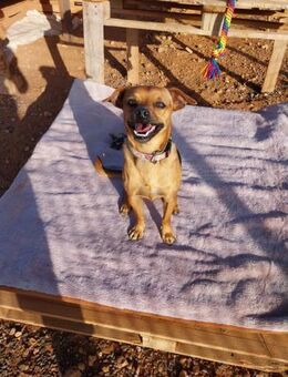 Lupo Er braucht dich. Jetzt. - Moormerland