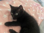Junge Katzen suche neues Zuhause - Saulheim