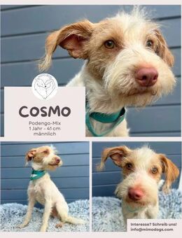 Cosmo: Podengo-Mix sucht Zuhause - Brühl (Nordrhein-Westfalen)