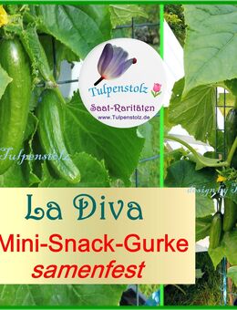 ♥ Mini Gurke La Diva Samen samenfest,Saatgut,Gemüse,Garten Tulpenstolz Saatraritäten,Permakultur,Sortenvielfalt,Freilandgurke - Hamburg