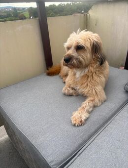 🐾 Deckrüde Ouzo sucht passende Hündin 🐾 - Backnang