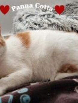 Panna Cotta - kleine Seele große Liebe - Stein-Wingert