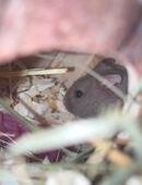 Campbell Zwerghamster in 49152