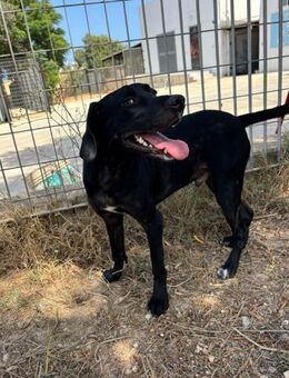 Teeny Ivar - Traum Labrador - Berlin
