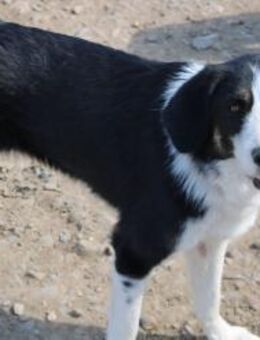 Pflegestelle gesucht für Leni - Celle