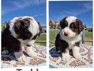 ❤️Wunderschöne ASCA Australian Shepherd Welpen ❤️ - Tann (Rhön)