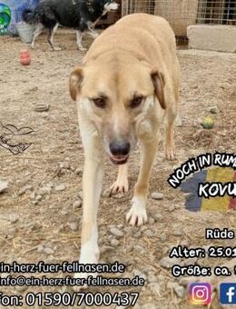 KOVU-ein sehr lieber Kerl für euer Leben - Waakirchen