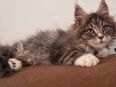 Tolle Maine Coon Kitten , Katzen Kater in 90491