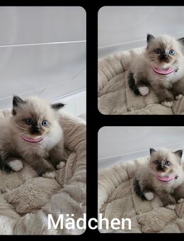 Ragdoll Kitten - Rülzheim