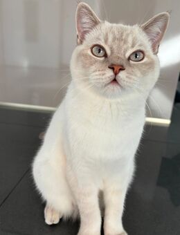 BKH-Kater - Velpke