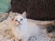 Ragdoll Kitten/noch 1 Jungs frei - Gochsheim