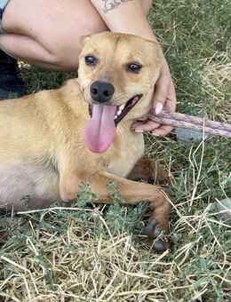 Kleiner sanfter EDDIE sucht Familie ♥️ - München