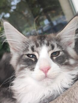 Kleiner süßer Maine Coone Kater - Hannover